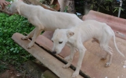Morador do Santa Terezinha é levado à delegacia pelo crime de maus-tratos contra animais