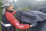 Geada toma conta de plantação de pitayas no Belchior Alto, em Gaspar