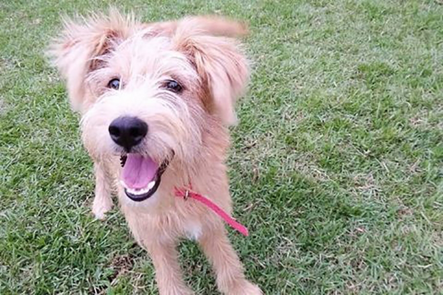 ONG lança catálogo com animais disponíveis para adoção em Gaspar