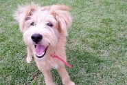 ONG lança catálogo com animais disponíveis para adoção em Gaspar