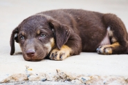 ONG que cuida de animais em Gaspar ameaça paralisar atendimentos