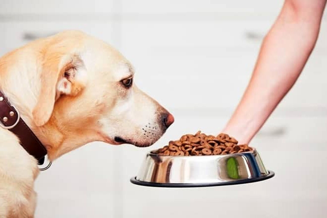 Palestra para empreendedores arrecada ração para ONG de animais em Gaspar