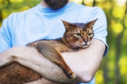 Semana Mundial do Gato: gasparenses compartilham a paixão por seus felinos