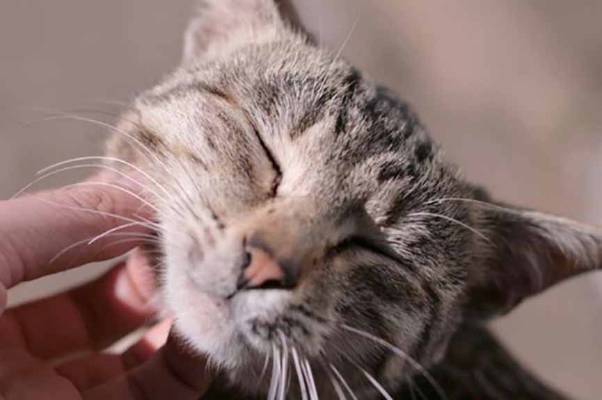 Homem que deu bebida alcoólica para gato e processou veterinária é condenado em SC