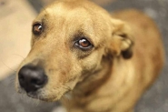 ONG que cuida de animais em Gaspar para de atender urgência e emergência
