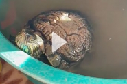 V�deo mostra tartaruga resgatada em condi��es de maus-tratos em Gaspar