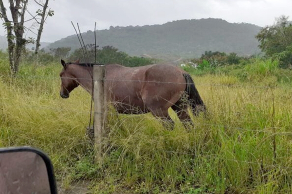 Área verde em Gaspar é invadida para criação de cavalos e depósito de entulhos