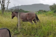 Área verde em Gaspar é invadida para criação de cavalos e depósito de entulhos