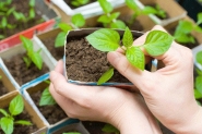 Secretaria de Agricultura promove feira de mudas frutíferas e ornamentais em Gaspar