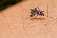 Grávida de 22 anos morre vítima da dengue em Brusque