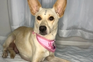 Cadela resgatada disponível para adoção em Gaspar