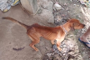 Imagens mostram cães em situação de maus-tratos em Ilhota