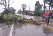 Árvore cai e deixa Rodovia Jorge Lacerda em meia pista em Ilhota