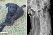 C�o morre ap�s ser atingido por tiro arma de fogo em p�tio de casa no Alto Gasparinho
