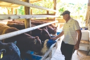 A paix�o de Nelson Nicoletti pelo trabalho rural no Alto Gasparinho