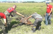 Égua fica presa em banhado e é socorrida pelos bombeiros em Gaspar
