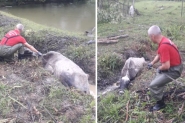 Vaca atolada em vala há 18 horas é resgatada pelos bombeiros em Gaspar