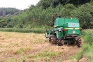 Colheita do arroz: Gaspar projeta colher 500 mil sacas na safra de 2023