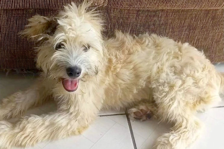 Cadela é encontrada dentro de sofá usado vendido em Joinville