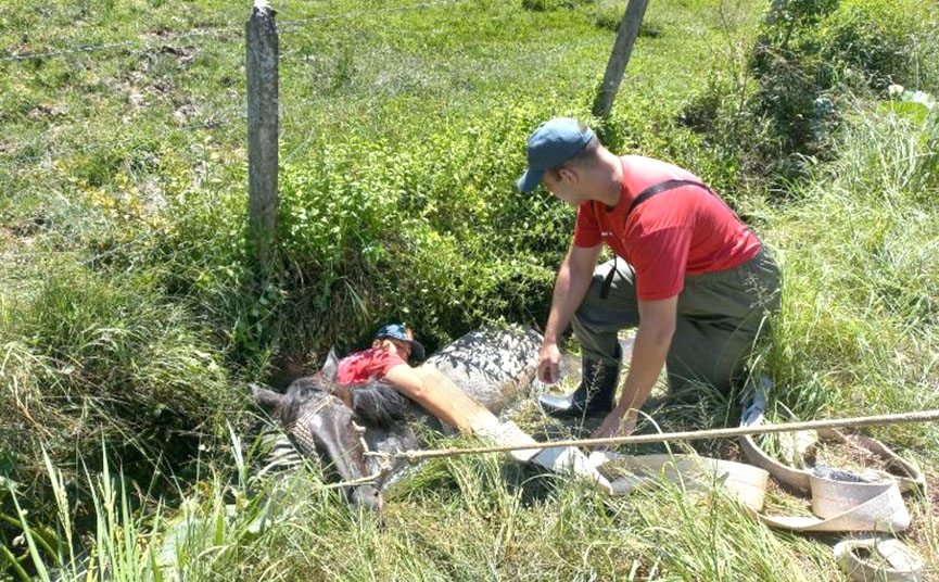 Égua atolada em vala é resgatada pelos bombeiros em Gaspar