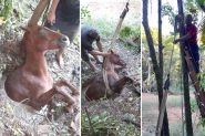 Cavalo cai em poço e é resgatado pelos bombeiros de Gaspar