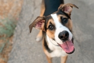 ONG promove feirinha de ado��o de animais neste s�bado em Gaspar