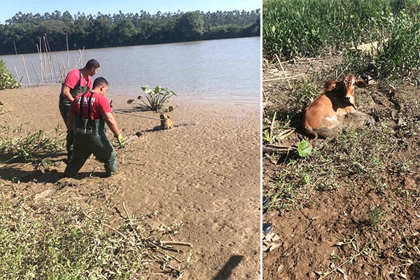 Cão cego e vaca ficam atolados em banhado às margens do rio Itajaí-Açu, em Ilhota