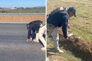 PRF resgata tartaruga na BR-470, na divisa de Gaspar e Ilhota