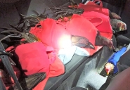 Galos de rinha so encontrados dentro de carro na BR-101, em Joinville