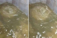 Problema em tubulação faz água jorrar pelo ralo em casas de Ilhota