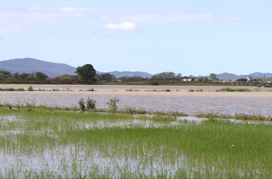 Cerca de 220 hectares foram atingidos e 50 perdidos pelas chuvas em Gaspar