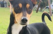 Família de Gaspar procura por cadela que fugiu de casa na segunda-feira