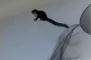 Esquilo invade e faz bagun�a em loja de roupas em SC