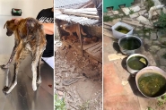 Ces em ambiente insalubre e em situao de maus-tratos so resgatados em Gaspar