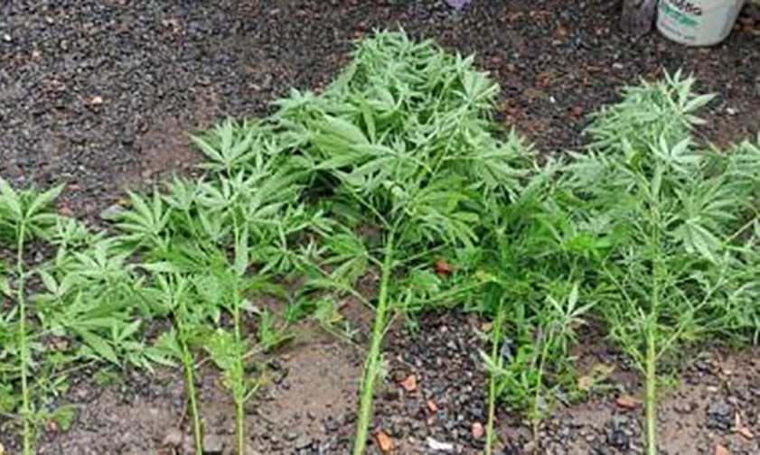 Traficante que plantava maconha em casa e dizia para os pais que era capim  preso em Timb
