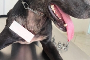 Cachorros são esfaqueados no Belchior Baixo, em Gaspar; ONG pede ajuda para pagar tratamento
