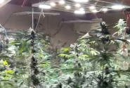 Polcia localiza laboratrio de drogas com quase 120 ps de 'supermaconha' em Massaranduba
