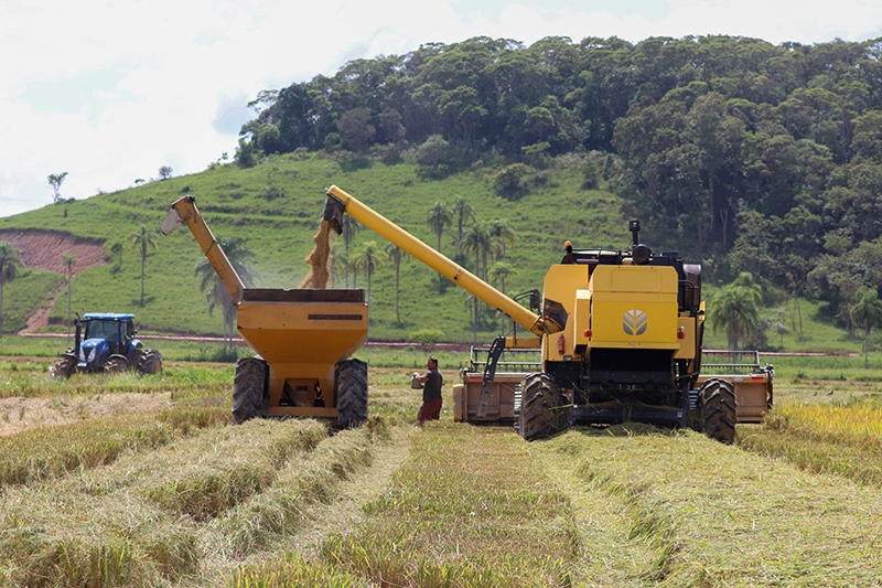 Safra do arroz 2024 vai movimentar cerca de R$50 milhões em Gaspar