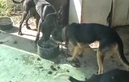 Polcia prende homem que mantinha ces presos sem gua e comida em Rodeio