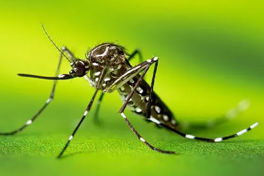 Aumento dos casos de dengue faz SC decretar situao de emergncia