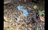Corpo de menina morta em Indaial estava em cova rasa: vídeo mostra momento em que policiais o encontram