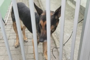 Cão abandonado na Margem Esquerda causa transtornos a moradores e comerciantes