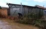 Vídeo mostra bombeiros de Ilhota ajudando a resgatar animais em tragédia no RS