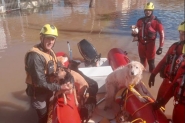 Vídeos e fotos dos bombeiros de Ilhota mostram rotina de resgate aos animais no RS