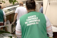 Gaspar confirma 361 casos de dengue em uma semana; saiba como evitar a proliferação do mosquito