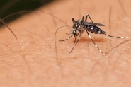 Dengue: cuidados e prevenção devem continuar no inverno