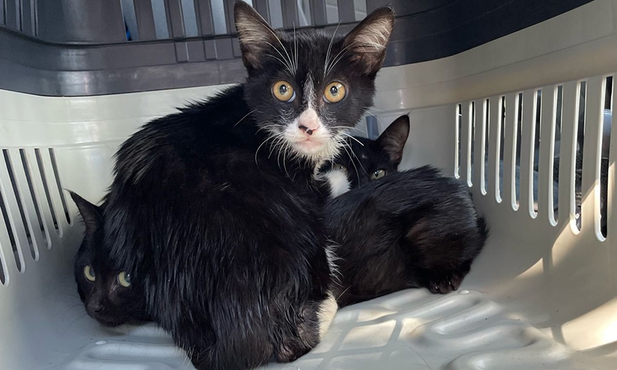 Polcia Civil resgata filhotes de gato abandonados em Blumenau