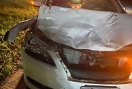 Carro atropela vaca em Ilhota; animal não foi encontrado