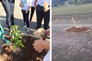 Vândalos arrancam mudas plantadas por alunos em Gaspar
