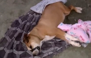 Cadela é encontrada morta e amordaçada no Santa Terezinha, em Gaspar